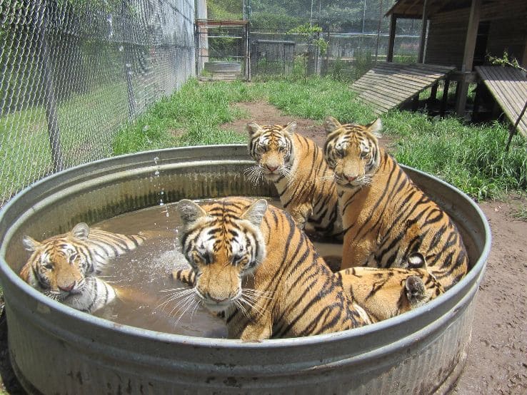 Santuario de vida silvestre Catty Shack Ranch en Florida