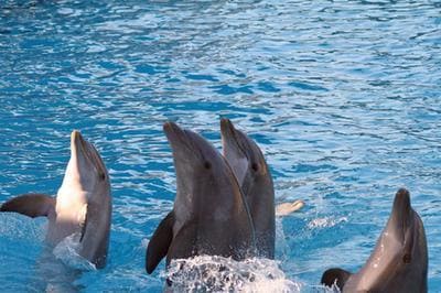 Nadar con delfines en Naples