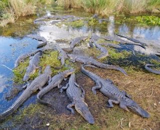 Los everglades en Florida